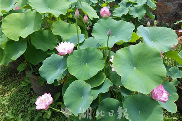 螃蟹离开水最多能活几天